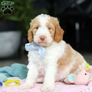Benji, Mini Goldendoodle Puppy